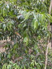 Petalostigma triloculare