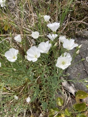 Linum monogynum