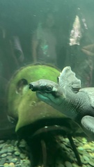 Carettochelys insculpta