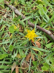 Listia bainesii