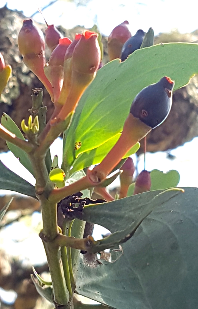 Psittacanthus calyculatus