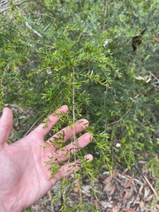 Melaleuca styphelioides