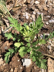Papaver dubium