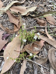 Mitrasacme polymorpha