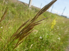 Bromus erectus