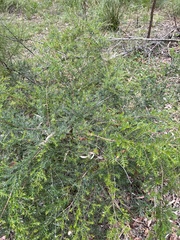 Melaleuca styphelioides