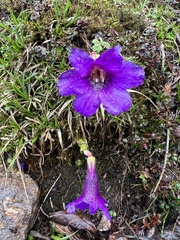 Omphalogramma elwesianum