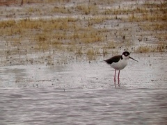 Himantopus mexicanus