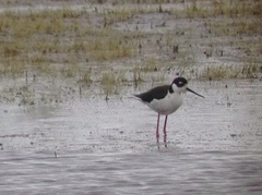 Himantopus mexicanus