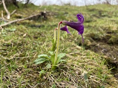 Omphalogramma elwesianum