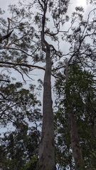 Eucalyptus seeana