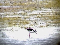 Himantopus mexicanus