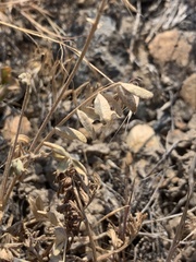 Astragalus obscurus