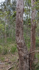 Eucalyptus seeana