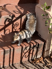 Sciurus carolinensis