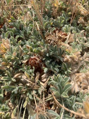 Trifolium andersonii