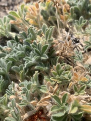 Trifolium andersonii