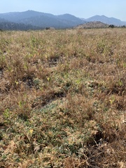 Trifolium andersonii