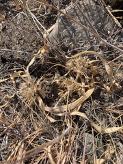 Allium anceps