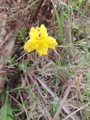 Goodenia lanata