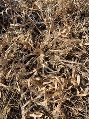 Allium anceps