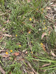 Chrysocephalum apiculatum