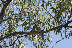 Philemon citreogularis