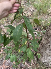 Lophostemon confertus