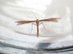 Pterophorus innotatalis
