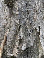 Camponotus aeneopilosus