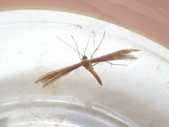 Pterophorus innotatalis