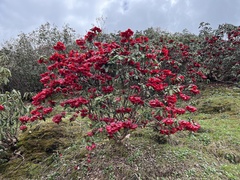 Rhododendron thomsonii