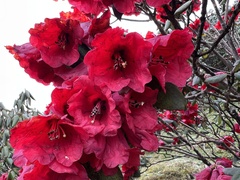 Rhododendron thomsonii