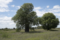 Brachychiton rupestris