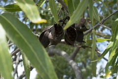 Brachychiton rupestris