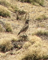 Geositta cunicularia