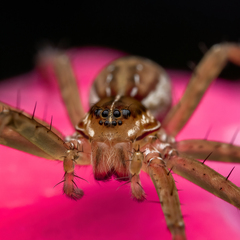 Dolomedes facetus
