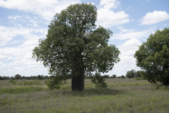 Brachychiton rupestris