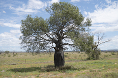 Brachychiton rupestris