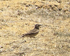 Geositta cunicularia