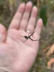 Leucauge dromedaria