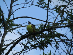 Pitangus sulphuratus