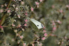 Pieris rapae rapae