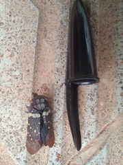 Acraephia perspicillata