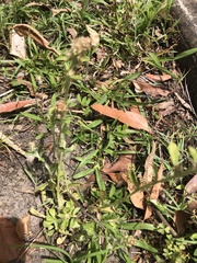 Gamochaeta americana