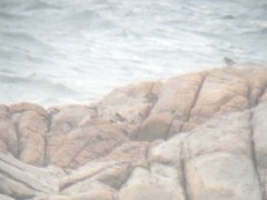 Calidris maritima