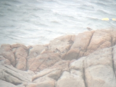 Calidris maritima