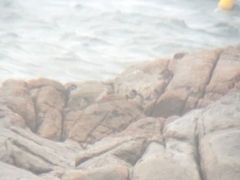 Calidris maritima