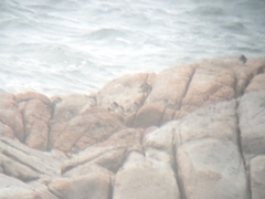 Calidris maritima