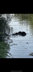 Castor canadensis